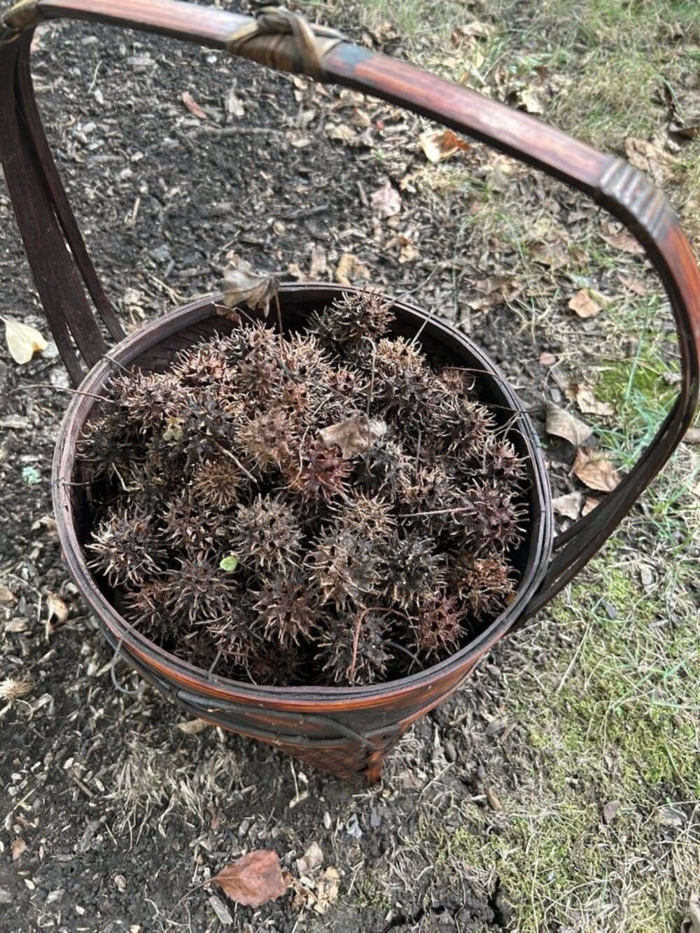 Over 200 + Brown Sweet Gum Balls Fallen From tree Witches Burrs Crafts Aquarium
